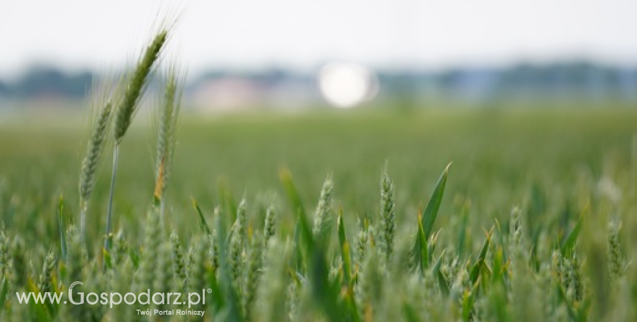W 2023 roku wyeksportowaliśmy rekordowe 13,7 mln ton zbóż