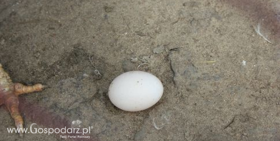 Chiny największym producentem jaj na świecie