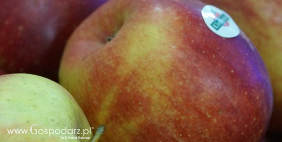 Eksport jabłek z Polski wraca do poziomu sprzed embarga