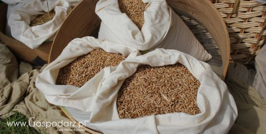 Zbiory pszenicy w Polsce będą niższe niż rok wcześniej