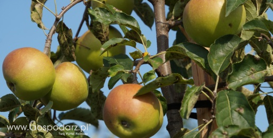 Produkcja jabłek w Polsce rośnie, a w UE maleje