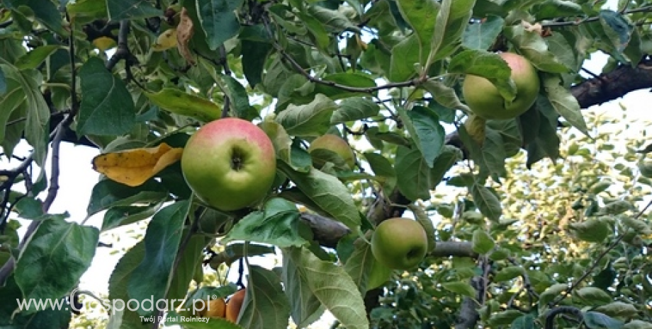 Owocówka jabłkóweczka zagraża sadom jabłoni
