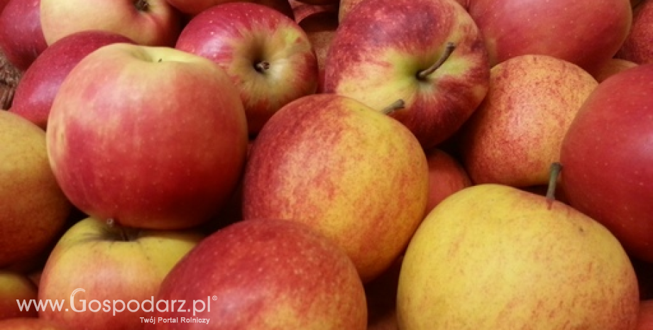 Eksport polskich produktów ogrodnictwa przekroczył poziom 2 mln ton. Ponad 1 mln ton stanowiły jabłka