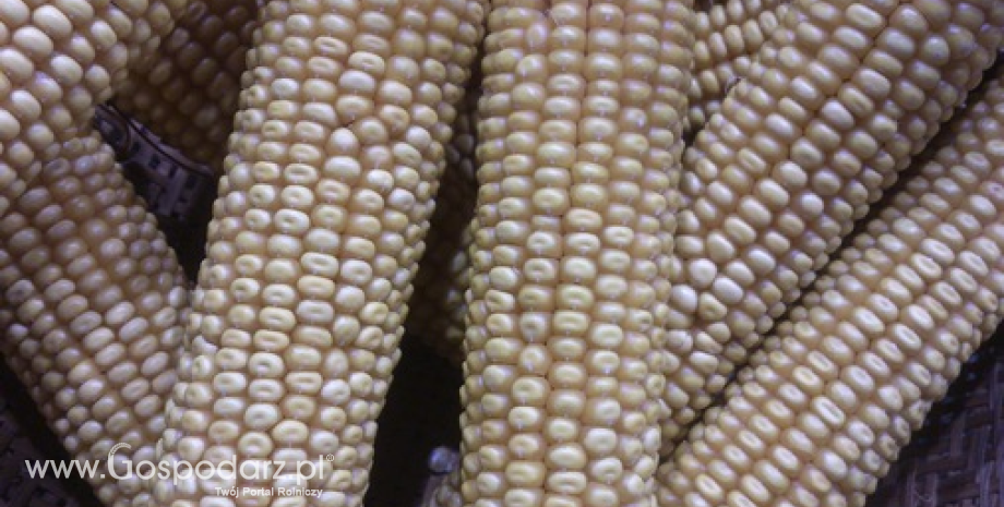 Pomimo EL Nino zbiory kukurydzy i soi w Ameryce Płd. powinny być wysokie