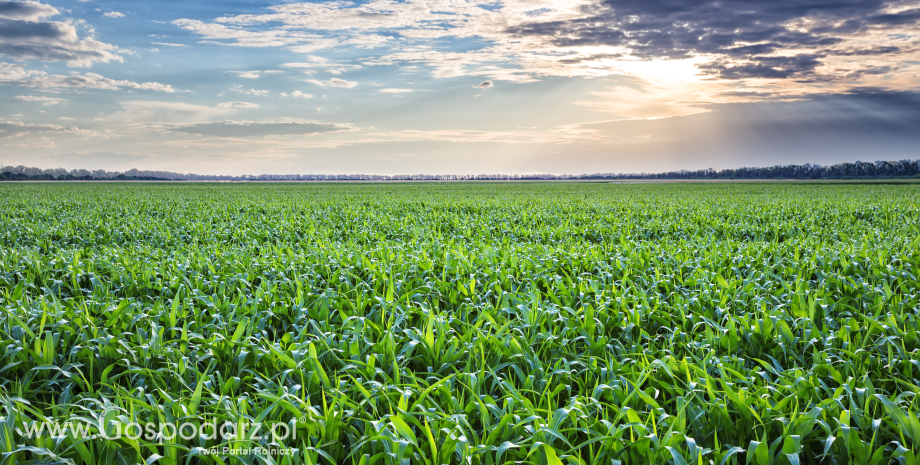 USDA ponownie tnie prognozy globalnych zbiorów kukurydzy w tym sezonie