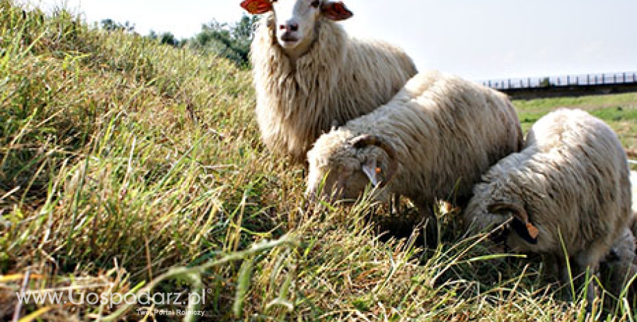 D. Zawadzka: Rok 2016 r. będzie cechował się spadkiem cen owiec i jagniąt w UE