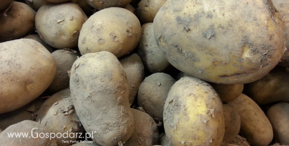 Zbiory ziemniaków prawdopodobnie będą nieznacznie większe od ubiegłorocznych