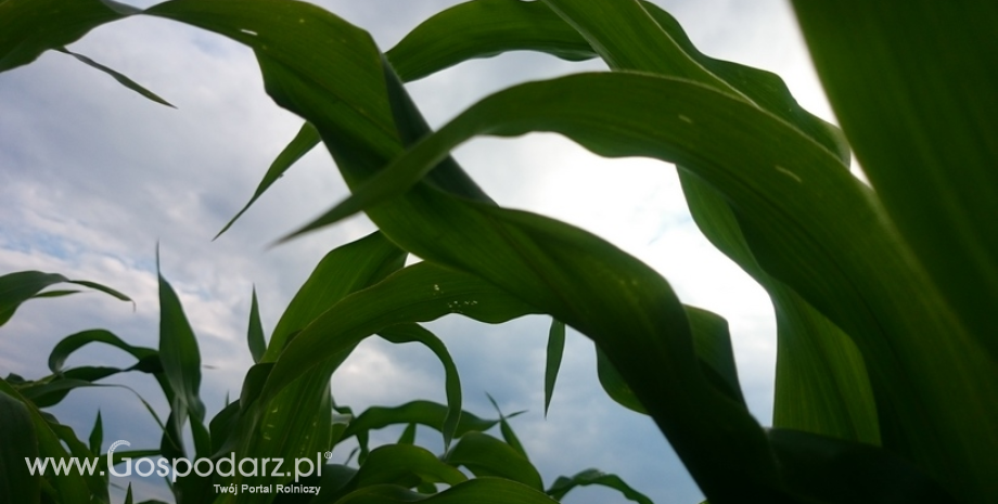 Rosną prognozy zbiorów kukurydzy na Ukrainie