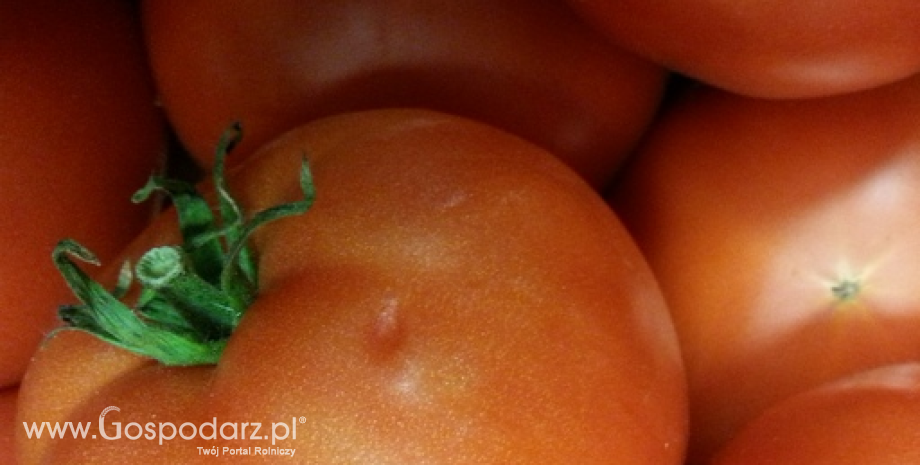 Plantacjom pomidorów gruntowych zagraża alternarioza pomidora