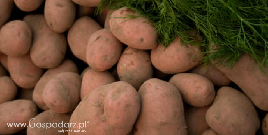 Ceny ziemniaków w Polsce (15-25.06.2015)