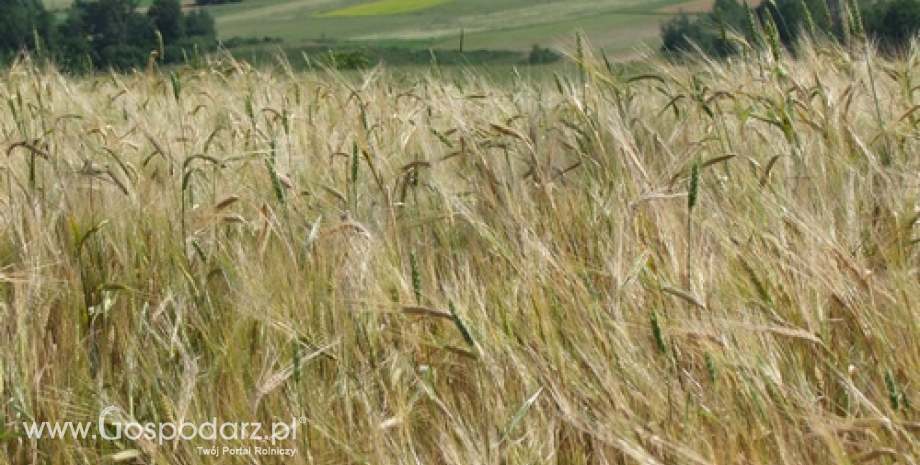 Niższe zbiory zbóż w 2013 r.