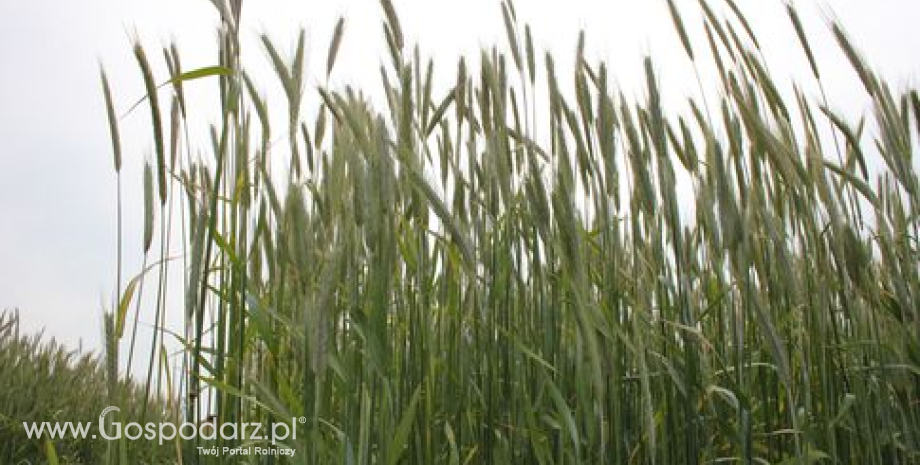 Umiarkowane przceny zbóż i silne spadki rzepaku na Matif (13.12.2013)