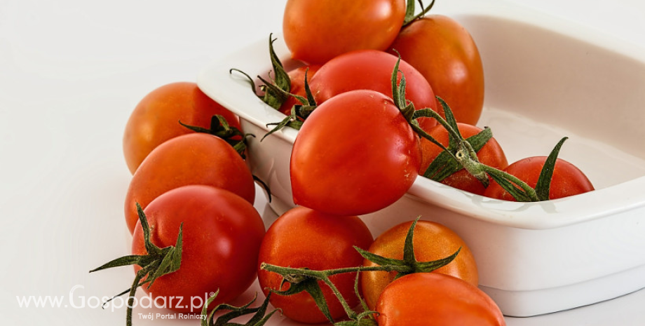 Choroby warzyw – zgorzel podstawy łodyg pomidora