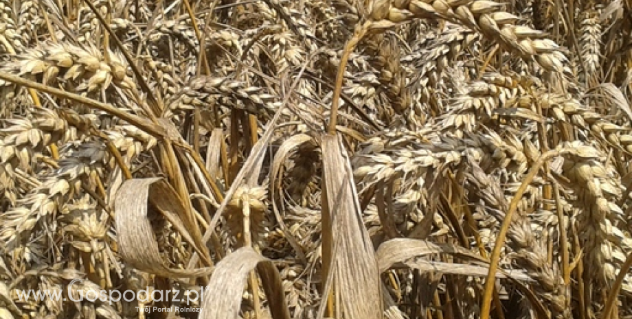 GASC zakupił 300 tys. ton pszenicy z Rumunii i Rosji