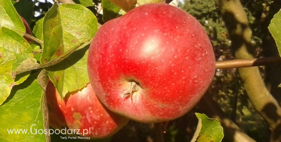 Ceny jabłek i gruszek w Polsce (10.11.2015)