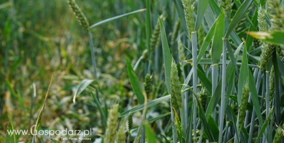 Ceny zbóż w Polsce. Spadki cen pszenicy konsumpcyjnej i kukurydzy na koniec roku