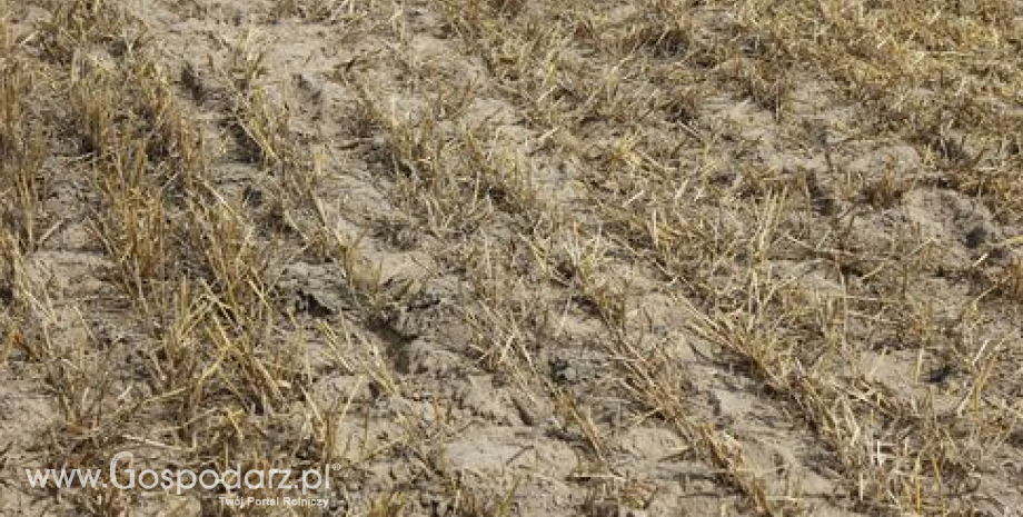 IUNG: Nie stwierdzono zagrożenia wystąpienia suszy rolniczej (1.06-31.07.2015)