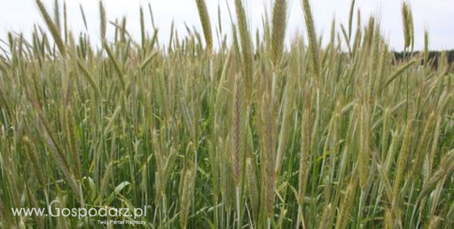 W środę notowania giełdowe zbóż odbiły w górę (23.04.2013)