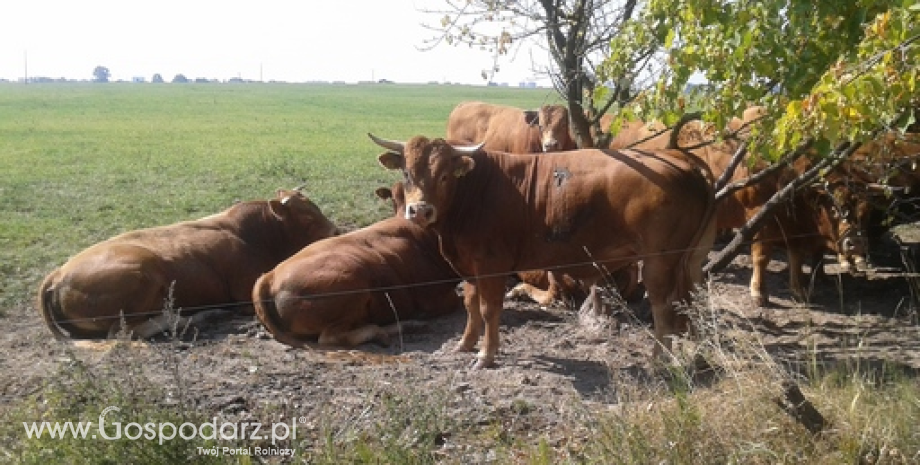 Polska uzyskała status wolnej od choroby BSE bydła