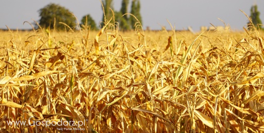 Minimalny wzrost cen kukurydzy