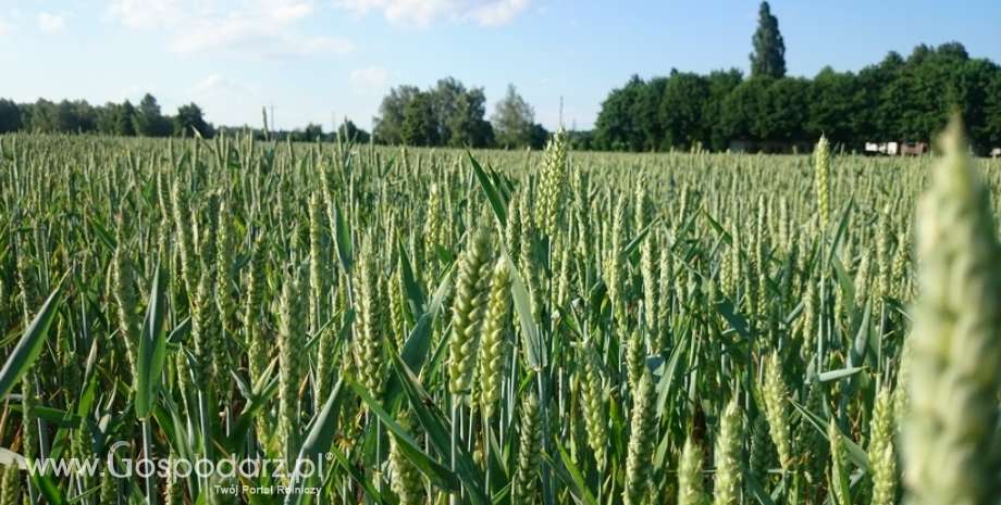 Spadek cen zbóż i rzepaku na giełdach nie wpłynął na razie na ceny w kraju