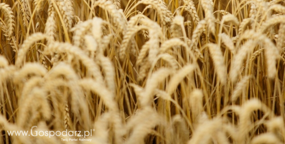 Ukarina planuje wysłać 4 mln ton zbóż do Chin