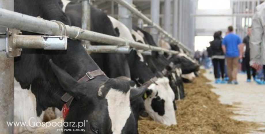 Skup mleka: Krajową kwotę dostaw przekroczymy o ponad 8%