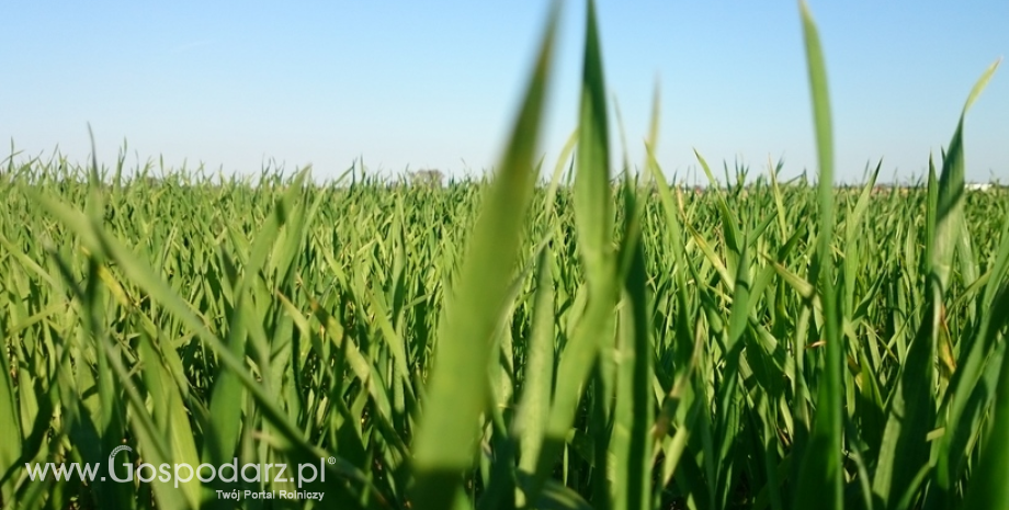 Ceny skupu zbóż na rynku krajowym według GUS w czerwcu 2023 r.