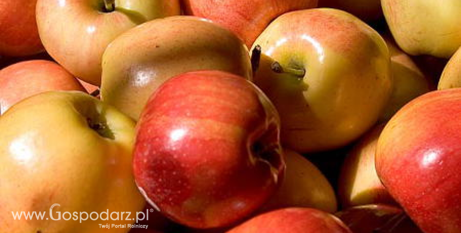 Rekordowe zapasy jabłek w Polsce