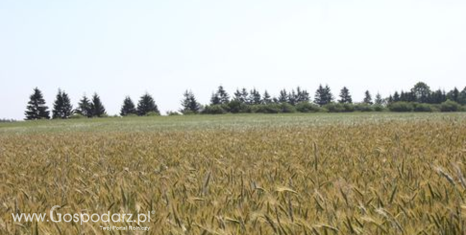 Wysokie prognozy plonów zbóż i oleistych