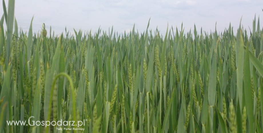 GASC zakupił 240 tys. ton pszenicy francuskiej, rumuńskiej i ukraińskiej