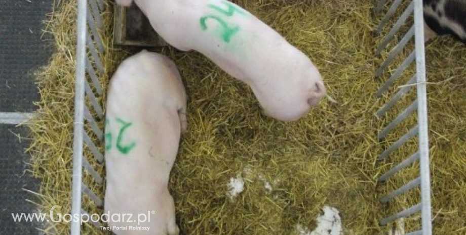 Ceny skupu świń rzeźnych (18.03.2018)
