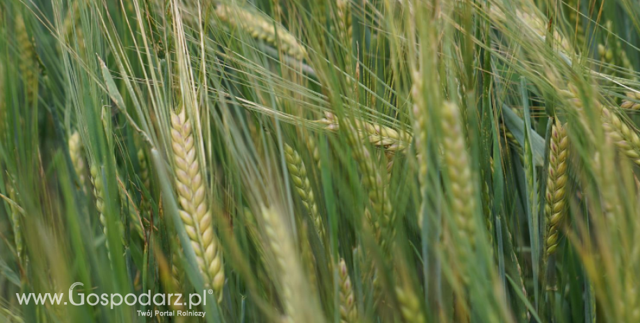 Na Ukrainie zebrano już 16,6 mln ton ziarna zbóż