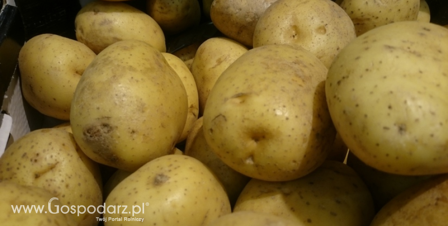 Niższe plony ziemniaków w Unii