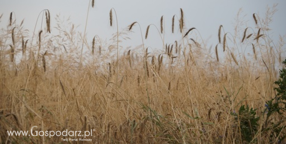 Ceny zbóż w Polsce na giełdach towarowych (13-19.10.2014)