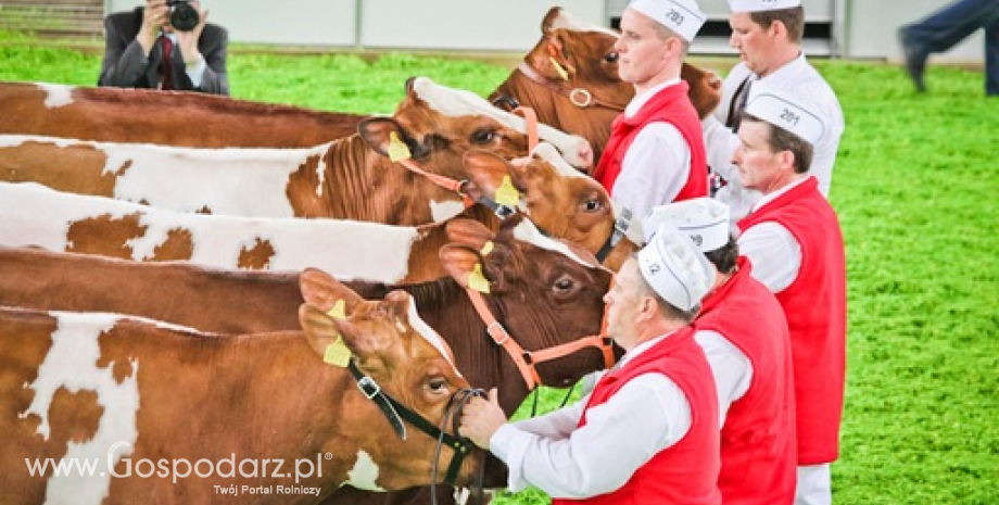 Pogłowie bydła, produkcja żywca wołowego w Polsce