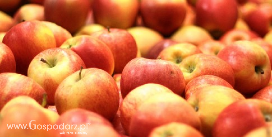 Rosja ogranicza import jabłek z Polski. Nowe kierunki eksportu owoców to Chiny i kraje arabskie