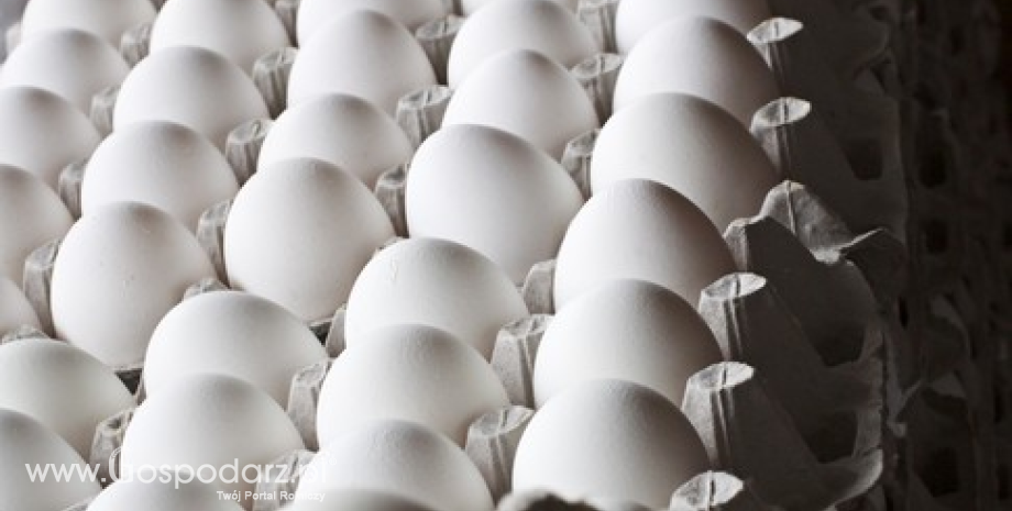 Nieznaczny wzrost cen jaj spożywczych w UE (marzec 2015)