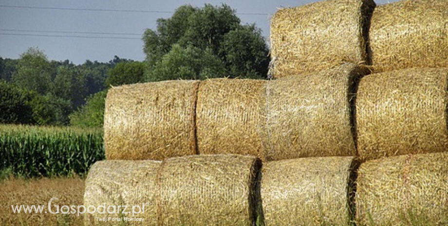 Rynek zbóż w Polsce i na świecie (28.07-03.08.2014)