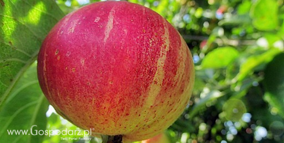 Warunki eksportu jabłek do Wietnamu