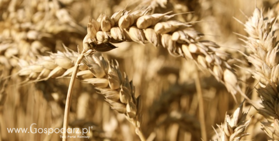 Ceny zbóż w kraju i portach (4.11.2013)