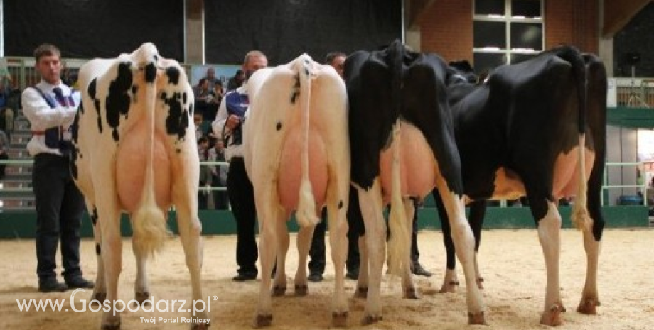 Wystawa bydła mlecznego Blickpunkt Rind 2013 [foto]