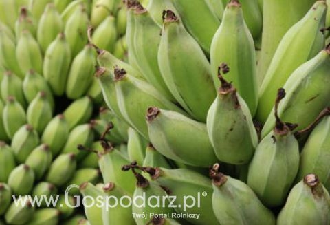 Unia sprowadza najwięcej bananów z Ekwadoru, Kolumbii oraz Korsyki