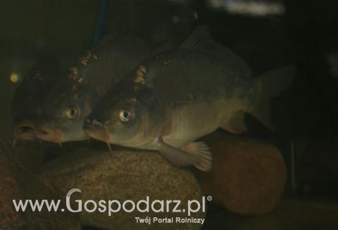 Nie będzie karpi?