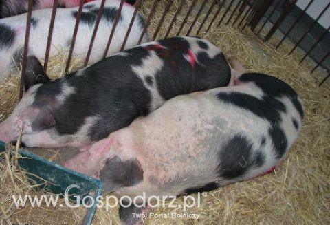 Pogłowie trzody chlewnej jest niezwykle niskie