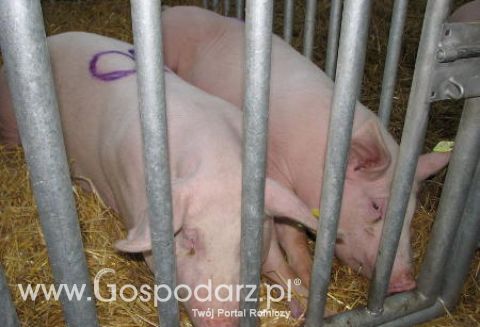 Na razie tylko w karmie dla ryb będą mączki zwierzęce?
