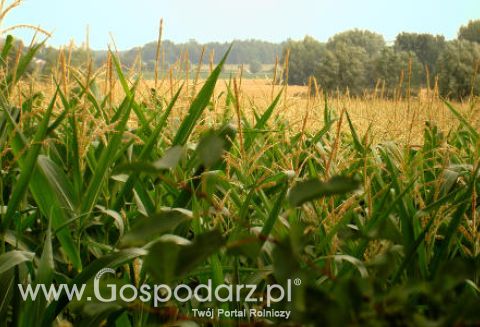 Tydzień na światowym rynku zbóż – 13.02.2012