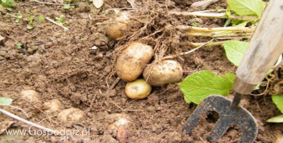 Zaraza ziemniaka zaczyna zagrażać uprawom