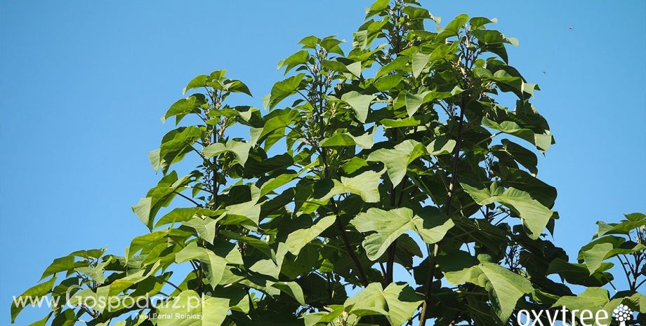 Oxytree – szybko rosnące drzewo w Twoim ogrodzie
