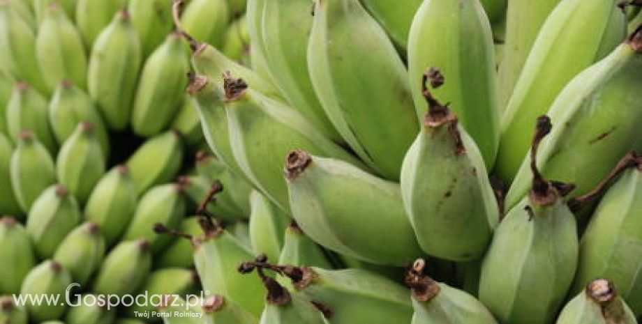 Unia sprowadza najwięcej bananów z Ekwadoru, Kolumbii oraz Korsyki